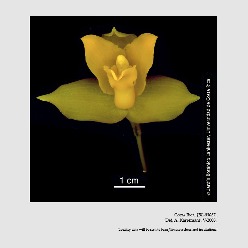 Lycaste bradeorum